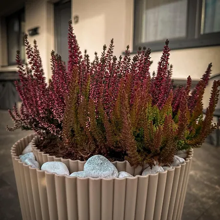 Tatranest Apartament Nová Lesná